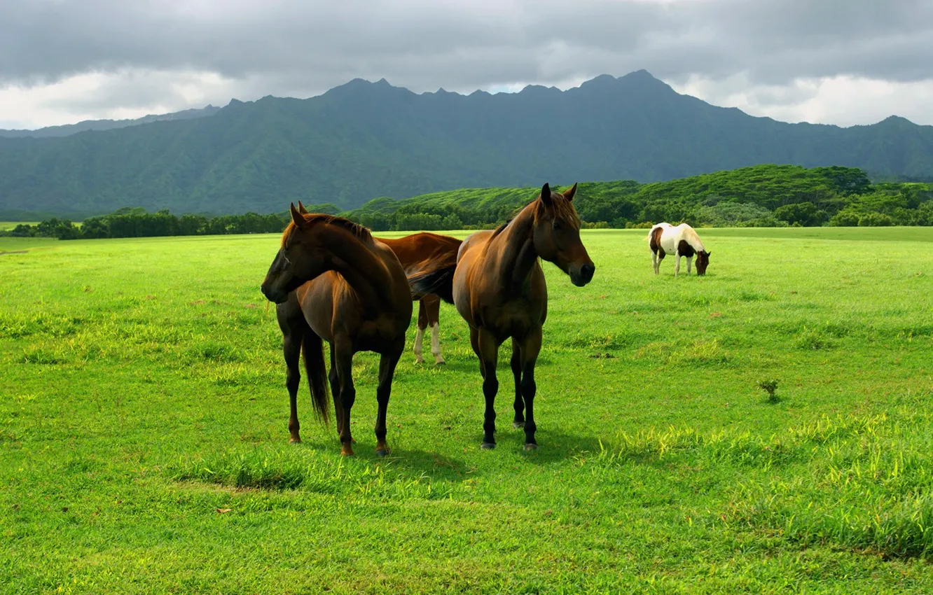 Photo wallpaper field, the sky, grass, animal, horse, earth, horse, pasture