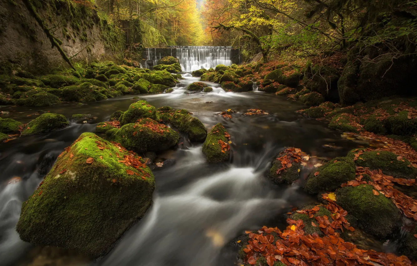 Photo wallpaper autumn, forest, leaves, river, stones, waterfall, moss, Switzerland