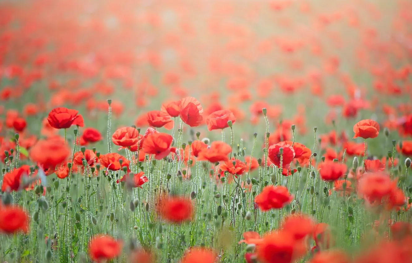 Photo wallpaper summer, nature, Maki