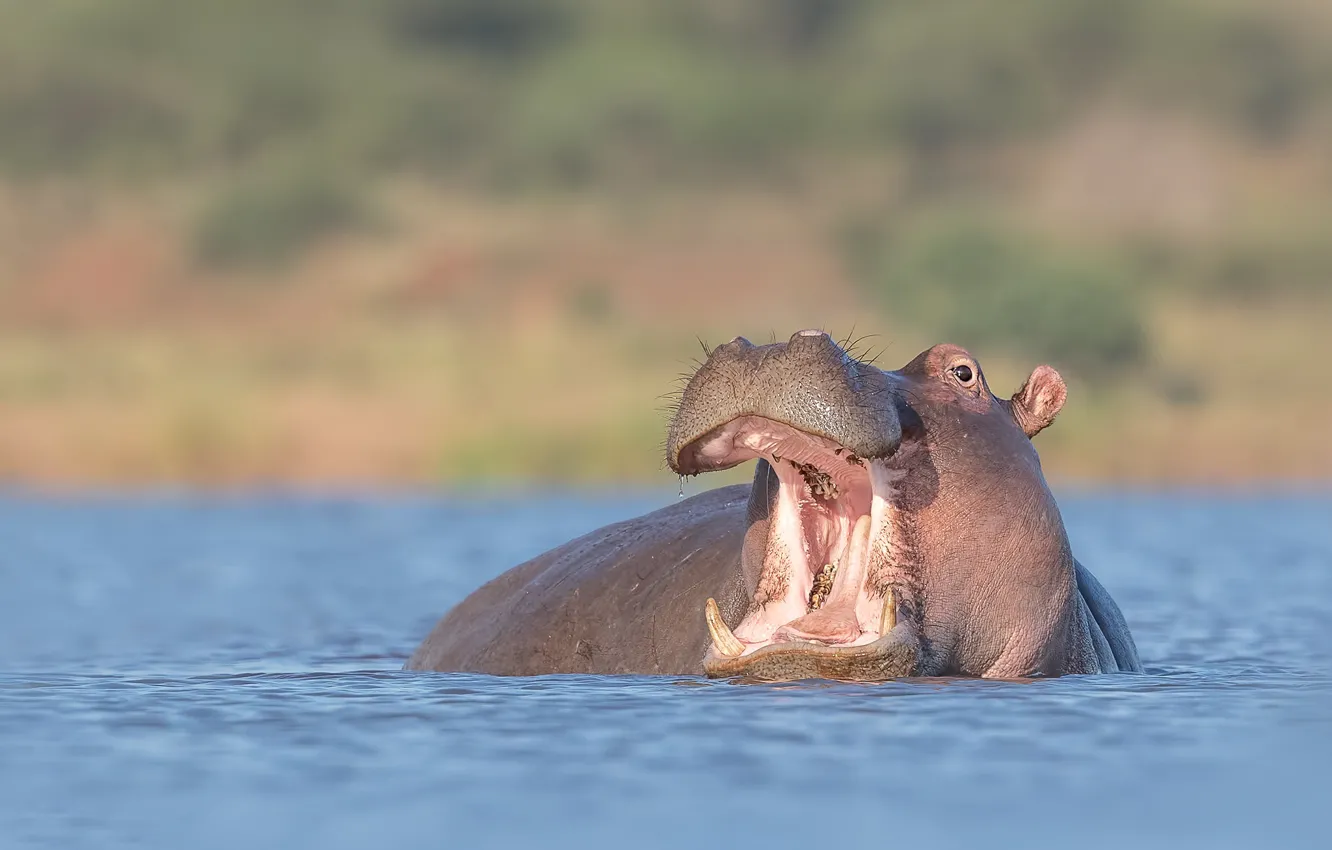 Photo wallpaper look, face, water, portrait, bathing, mouth, Hippo, pond