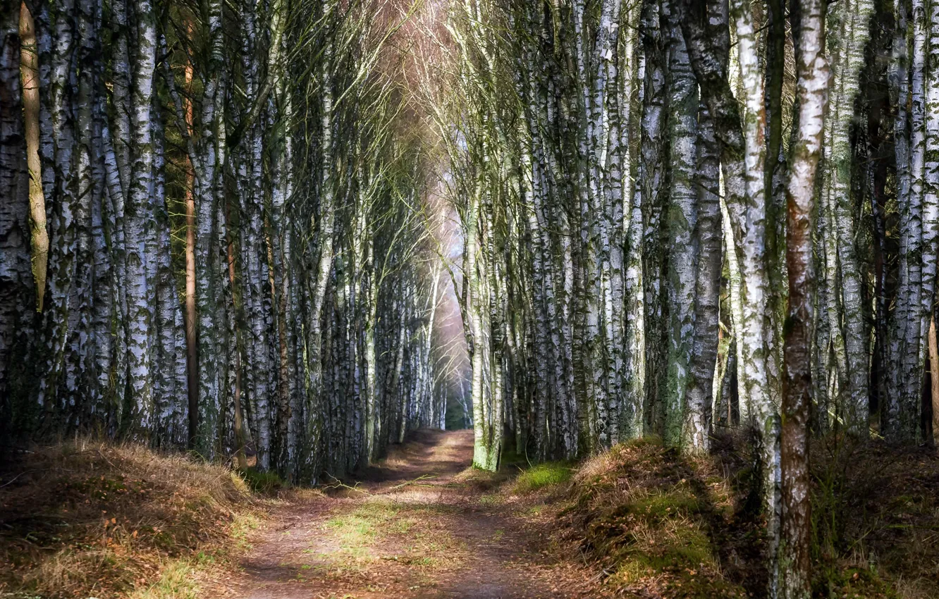 Photo wallpaper autumn, birch, grove