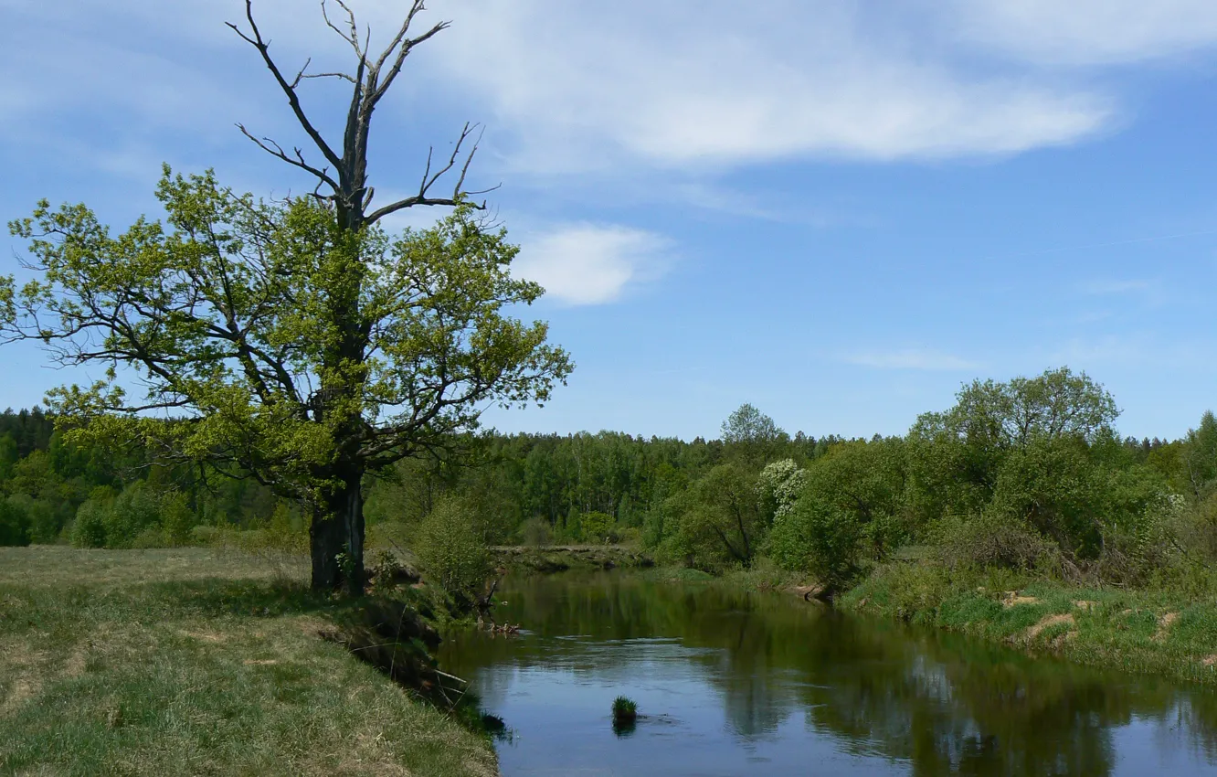 Photo wallpaper greens, forest, the sky, clouds, river, oak, Belarus, my photo