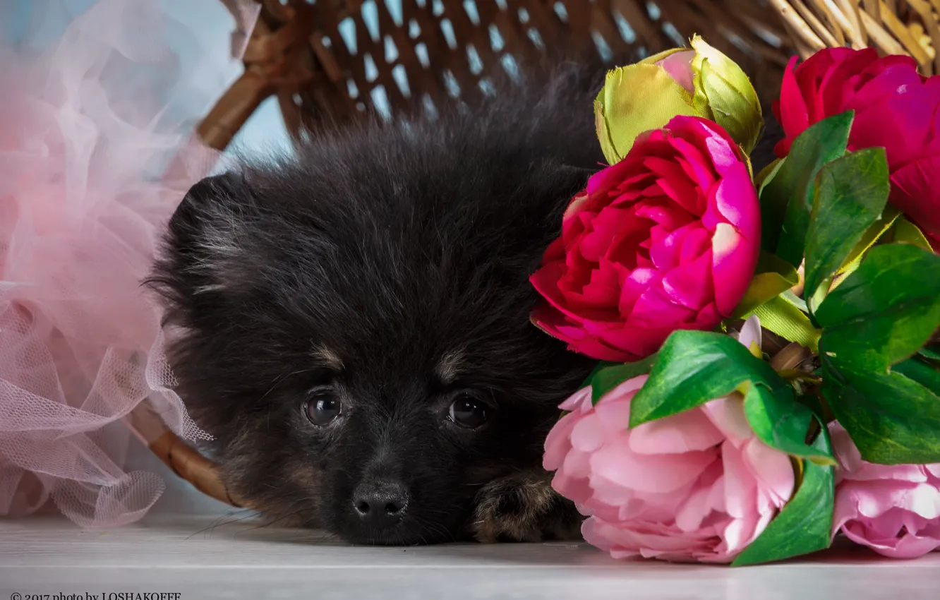 Photo wallpaper flowers, background, animal, puppy