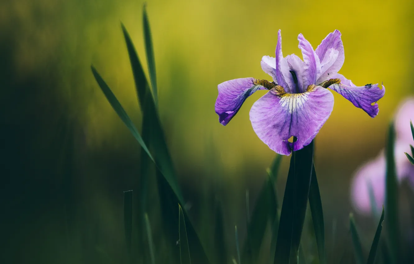 Photo wallpaper leaves, flowers, background, blur, lilac, iris