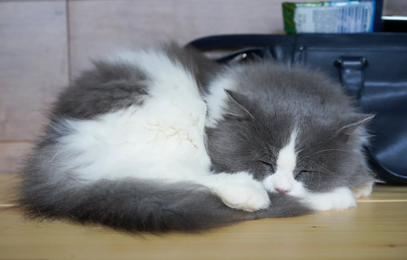 Photo wallpaper cat, kitty, table, sleep, sleeping, lies, bag, kitty
