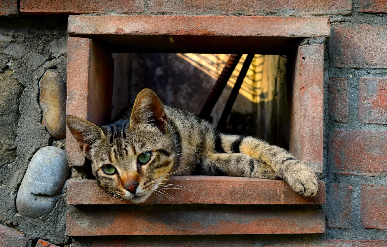 Photo wallpaper cat, mustache, wall, stay, paws, hole
