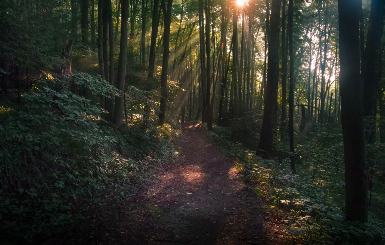 Photo wallpaper forest, the sun, trees, twilight