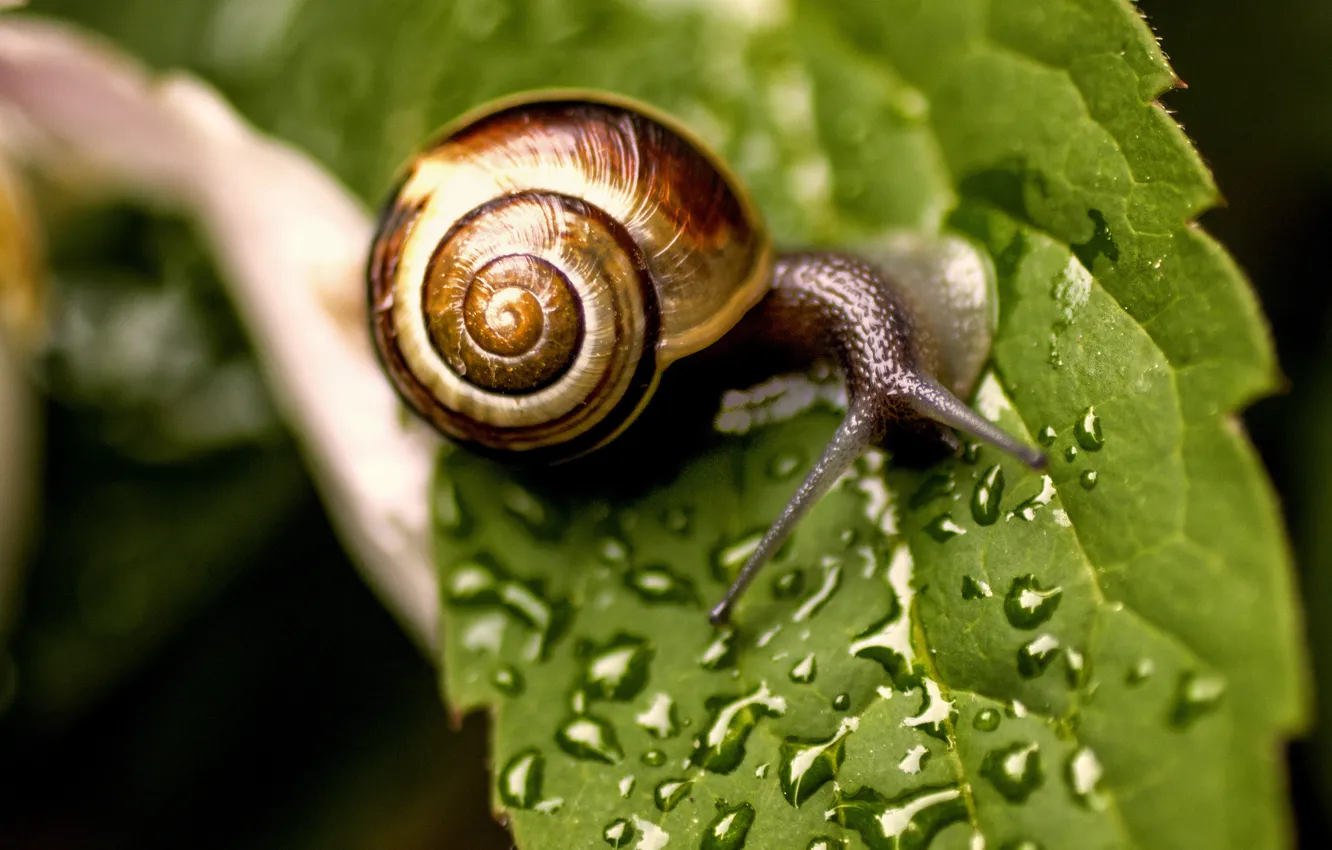Photo wallpaper sheet, snail, water drops