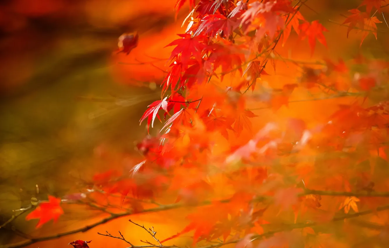 Photo wallpaper autumn, leaves, nature