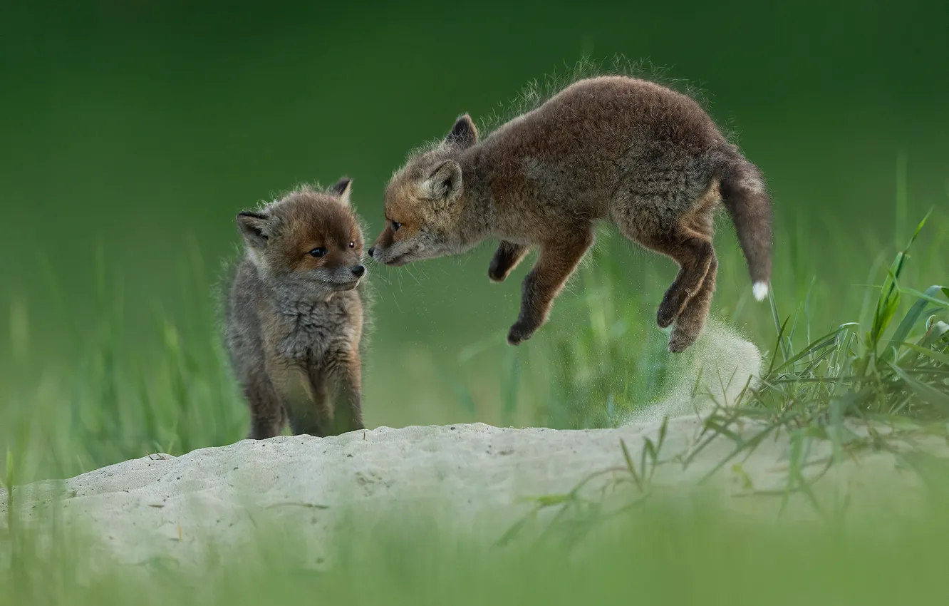 Photo wallpaper grass, the game, Fox, a couple, Fox