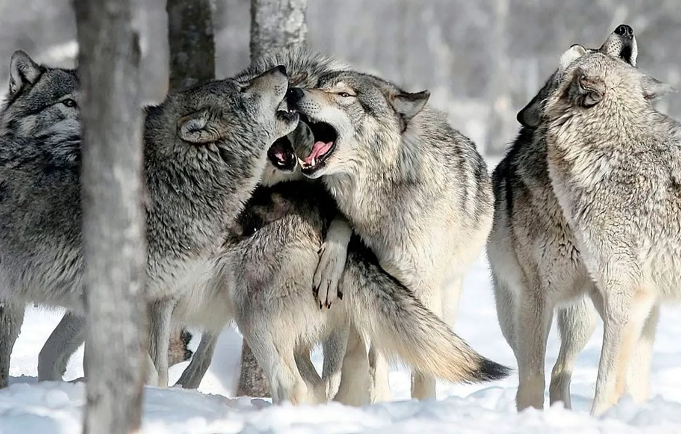 Photo wallpaper Predator, nature, animal, wolf, wildlife, portrait, portrait., Canis lupus. face