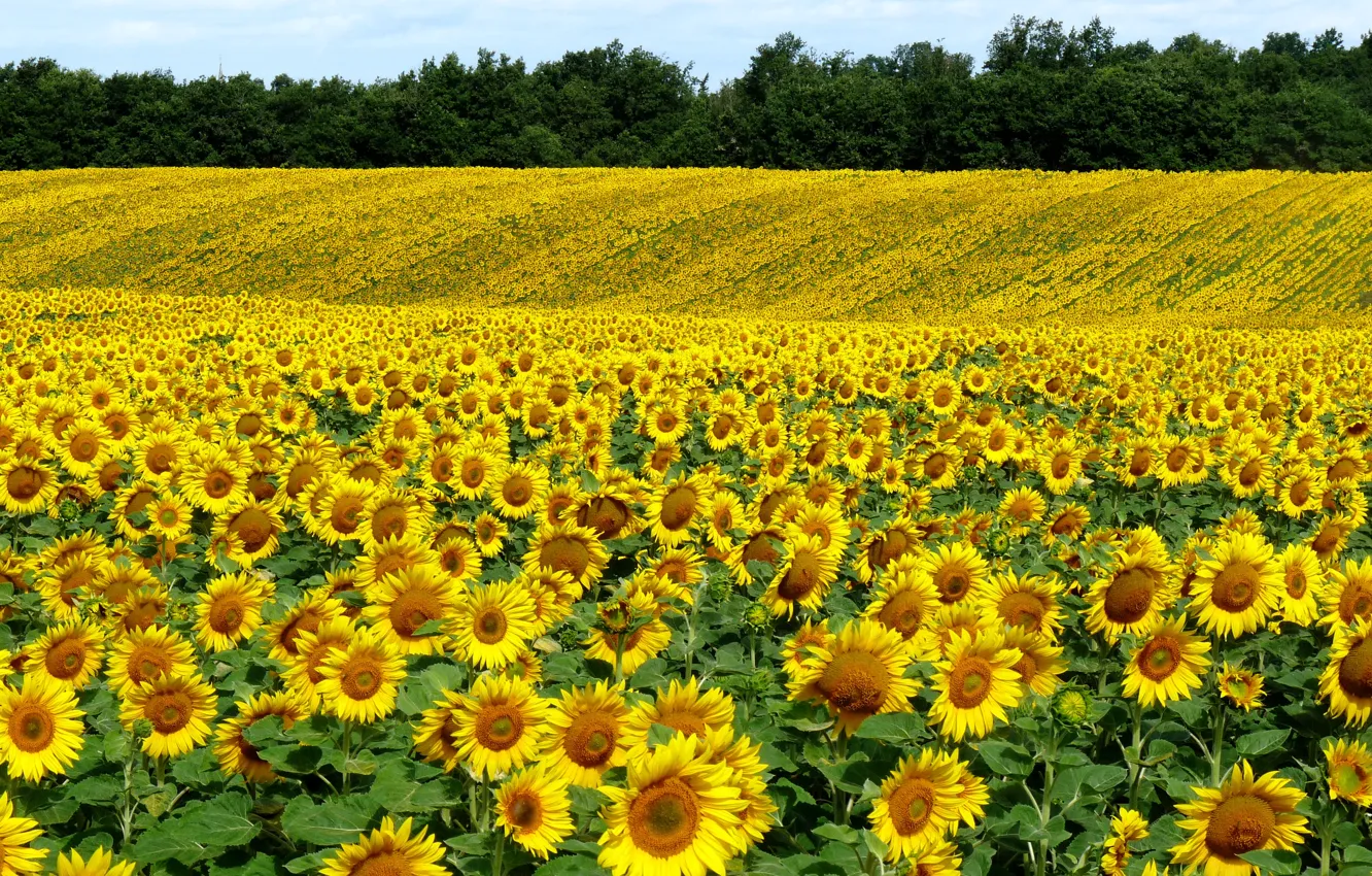Photo wallpaper Nature, Field, Summer, Sunflowers, Nature, Summer, Field, Sunflowers