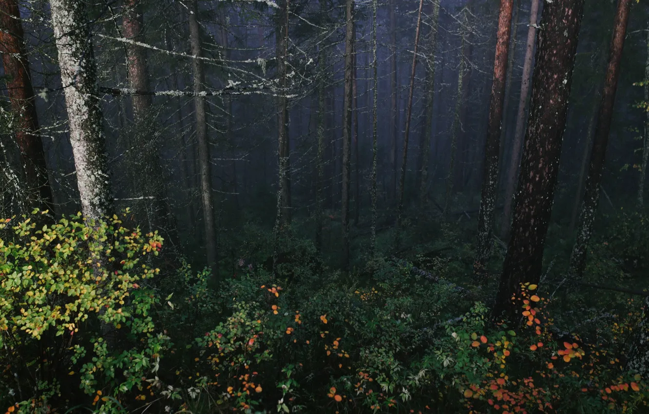 Photo wallpaper forest, trees, nature, fog