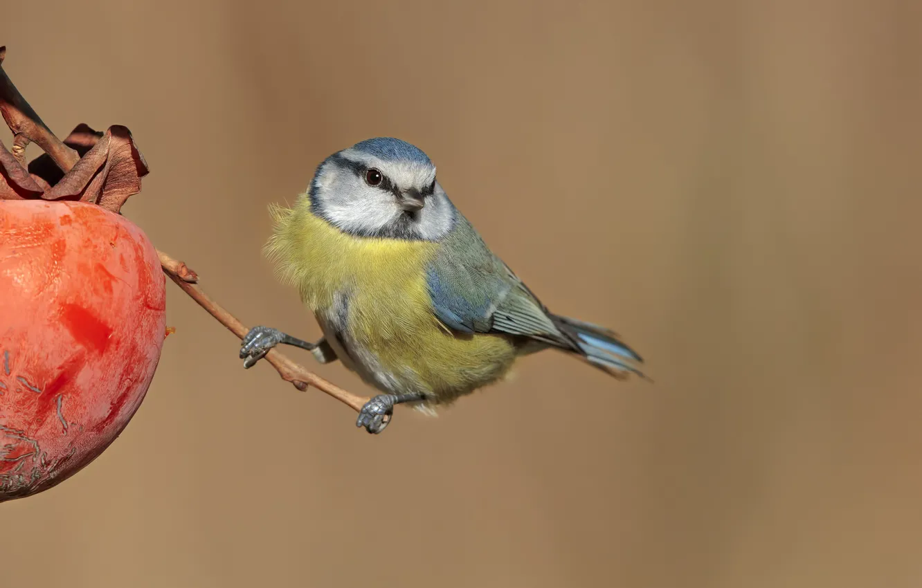Photo wallpaper bird, titmouse, tit