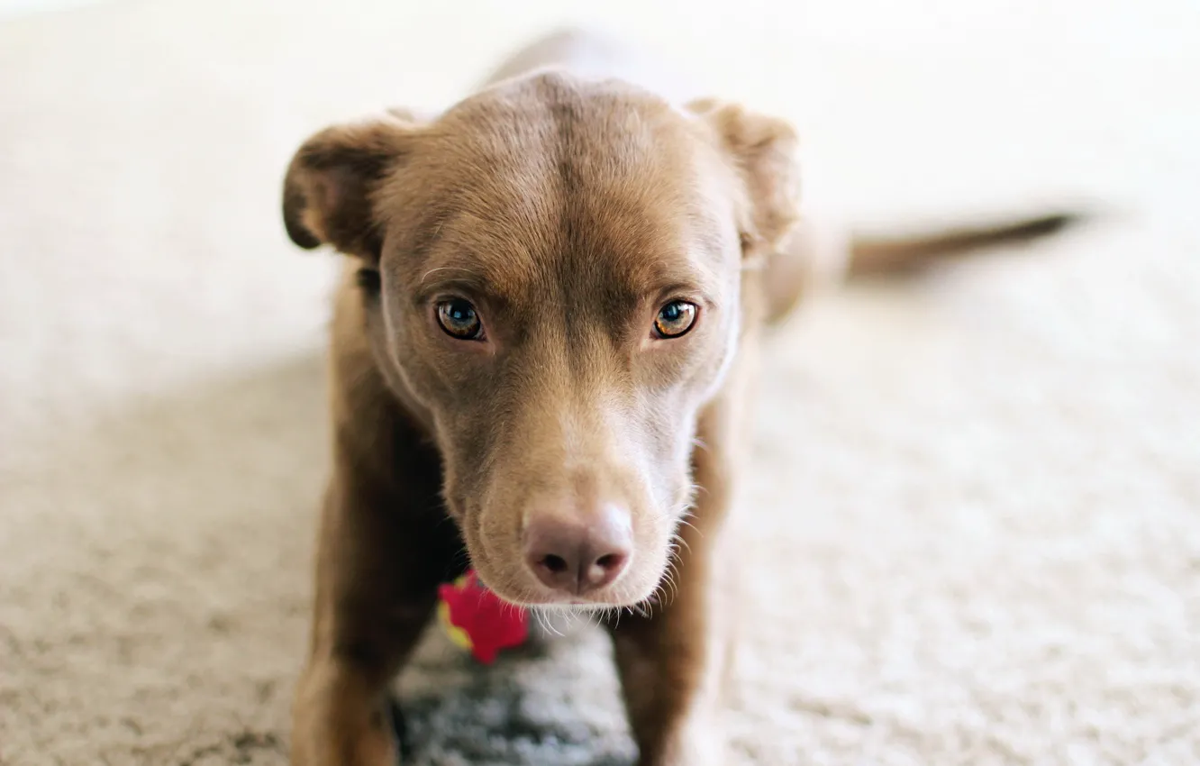 Photo wallpaper dog, puppy, pitbull