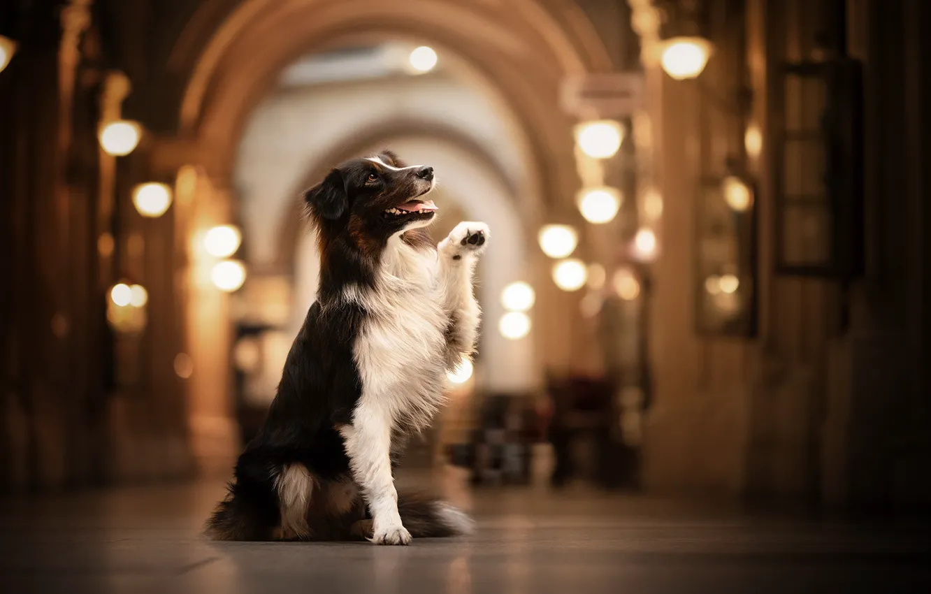 Photo wallpaper look, each, dog