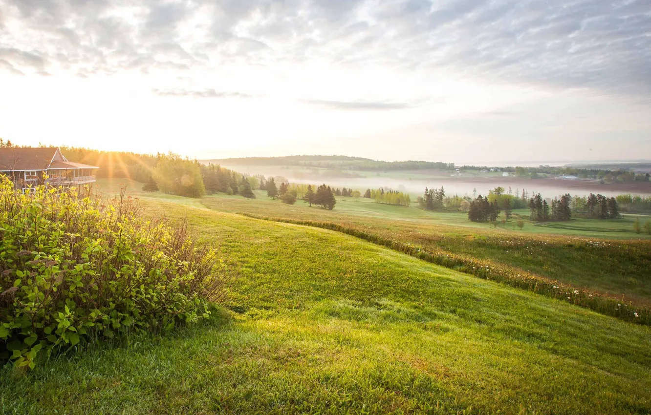 Photo wallpaper field, forest, the sun, landscape, nature