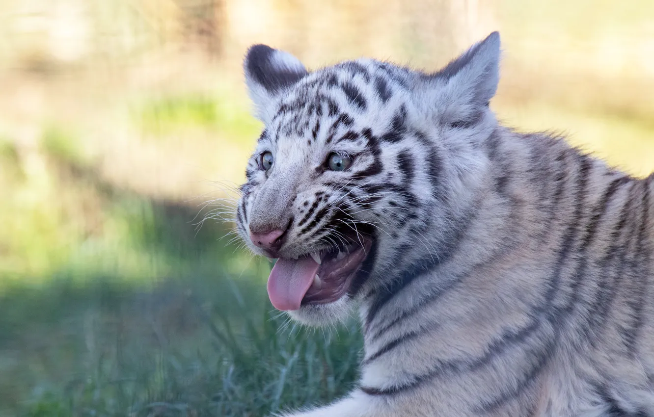 Photo wallpaper language, white, grass, look, face, tiger, background, baby