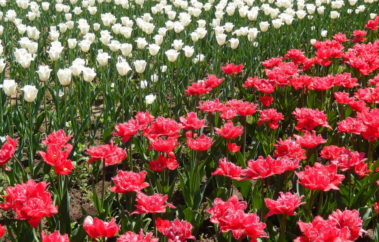 Photo wallpaper flowers, widescreen, Wallpaper, tulips, wallpaper, widescreen, background, the Wallpapers
