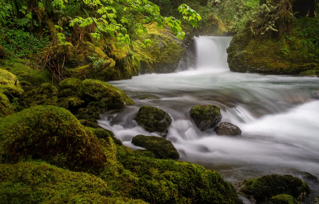 Photo wallpaper greens, forest, branches, stones, waterfall, moss