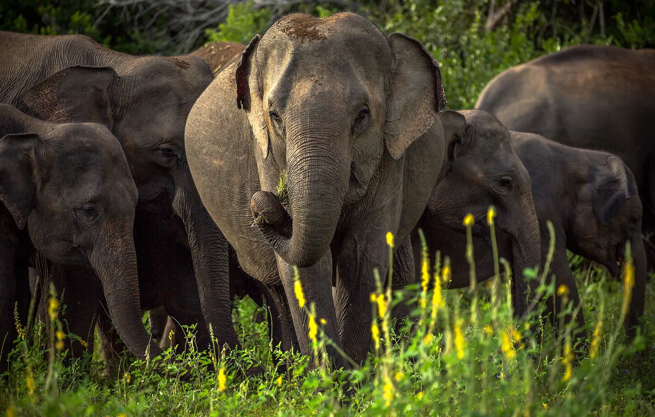 Photo wallpaper the herd, Sri Lanka, Asian elephant