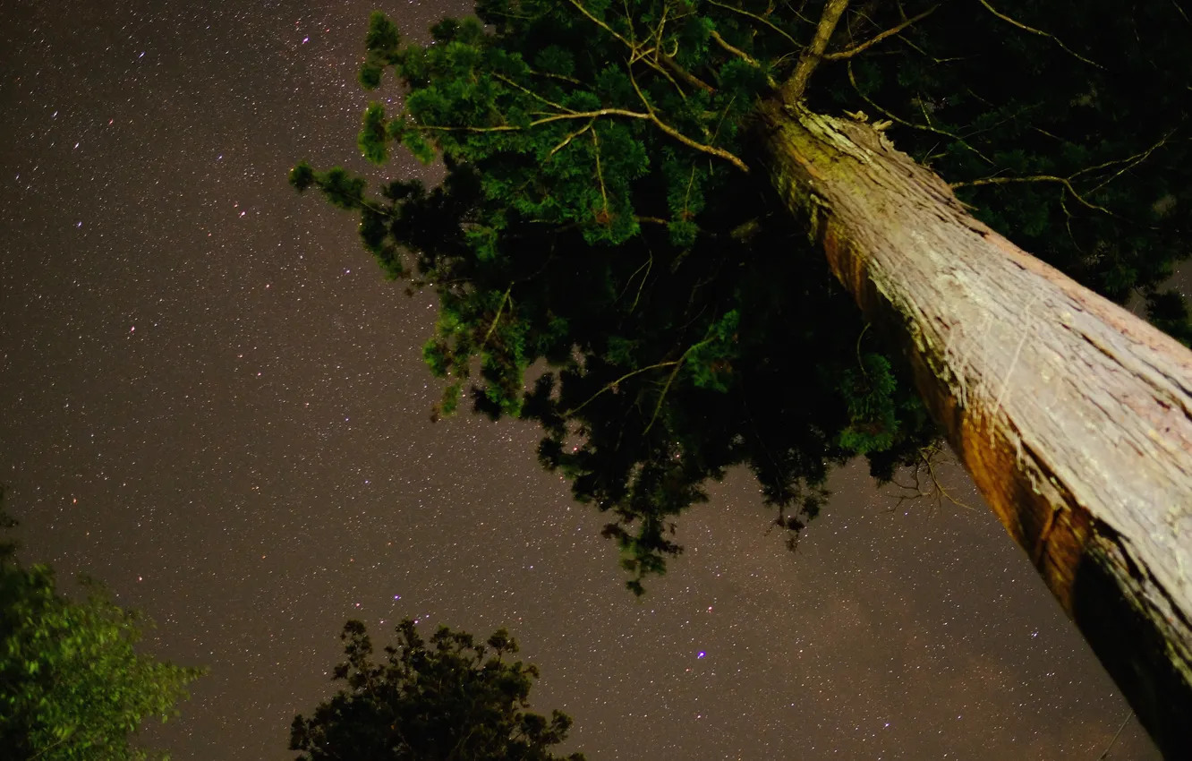 Photo wallpaper space, stars, trees, night