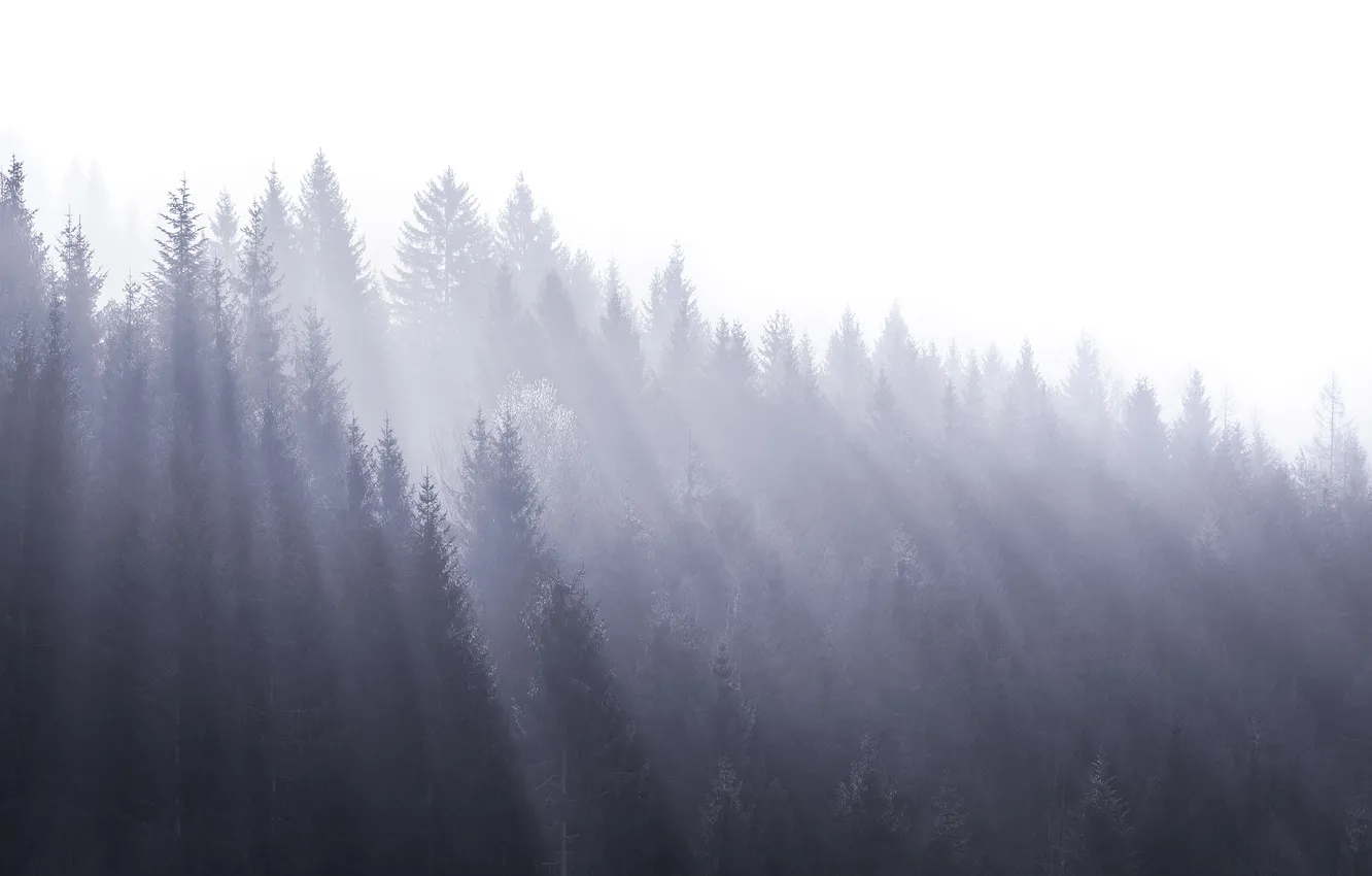 Photo wallpaper forest, light, fog