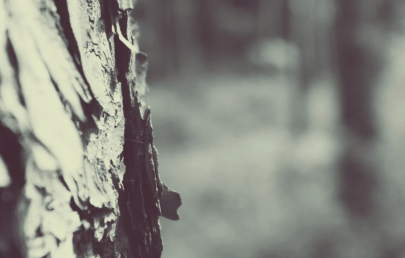 Photo wallpaper macro, trees, photo, trunk, bark, Wallpaper for desktop, full hd wallpapers 2560x1440