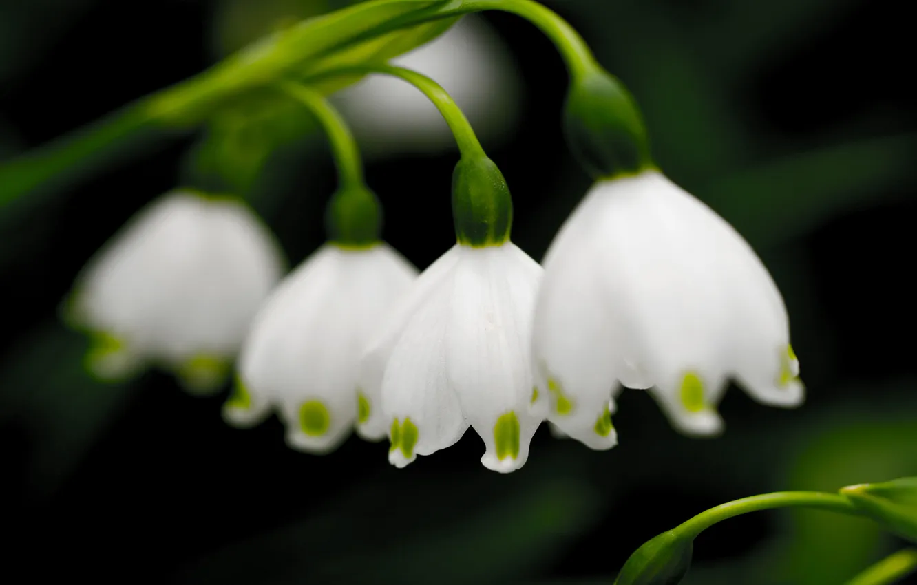 Photo wallpaper greens, macro, flowers, nature, sprouts, spring, petals, snowdrops