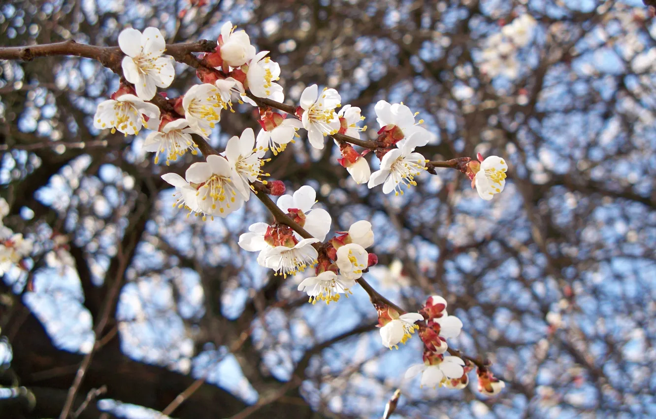 Photo wallpaper flowers, branches, cherry, spring, petals, flowering, aroma, apricots