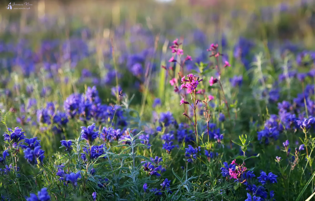 Photo wallpaper landscape, flowers, nature