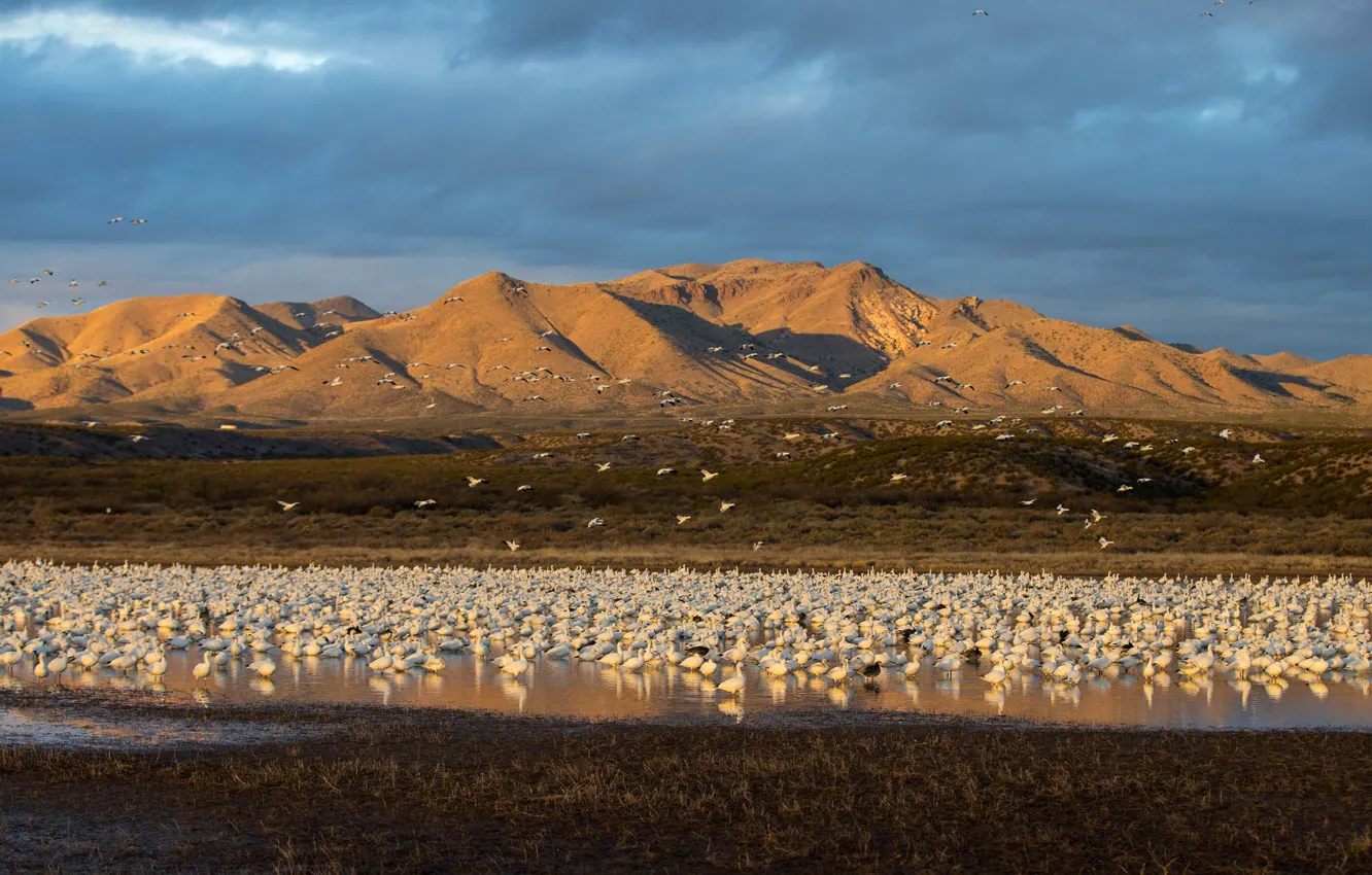 Photo wallpaper landscape, mountains, bird, colony, geese Ross