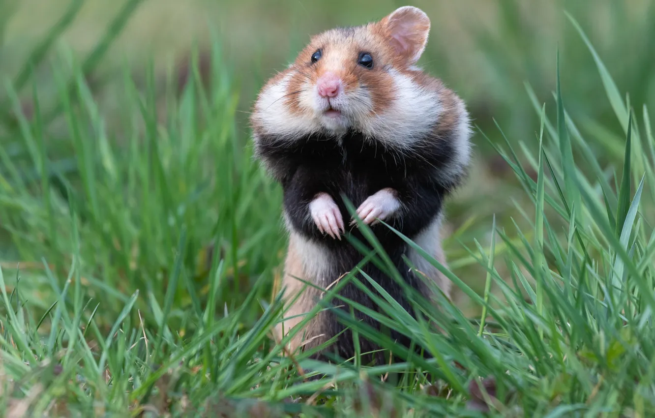 Photo wallpaper grass, pose, glade, legs, hamster, stand, hamster