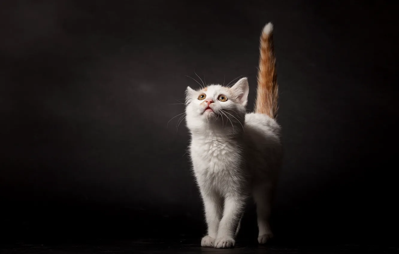 Photo wallpaper cat, look, background