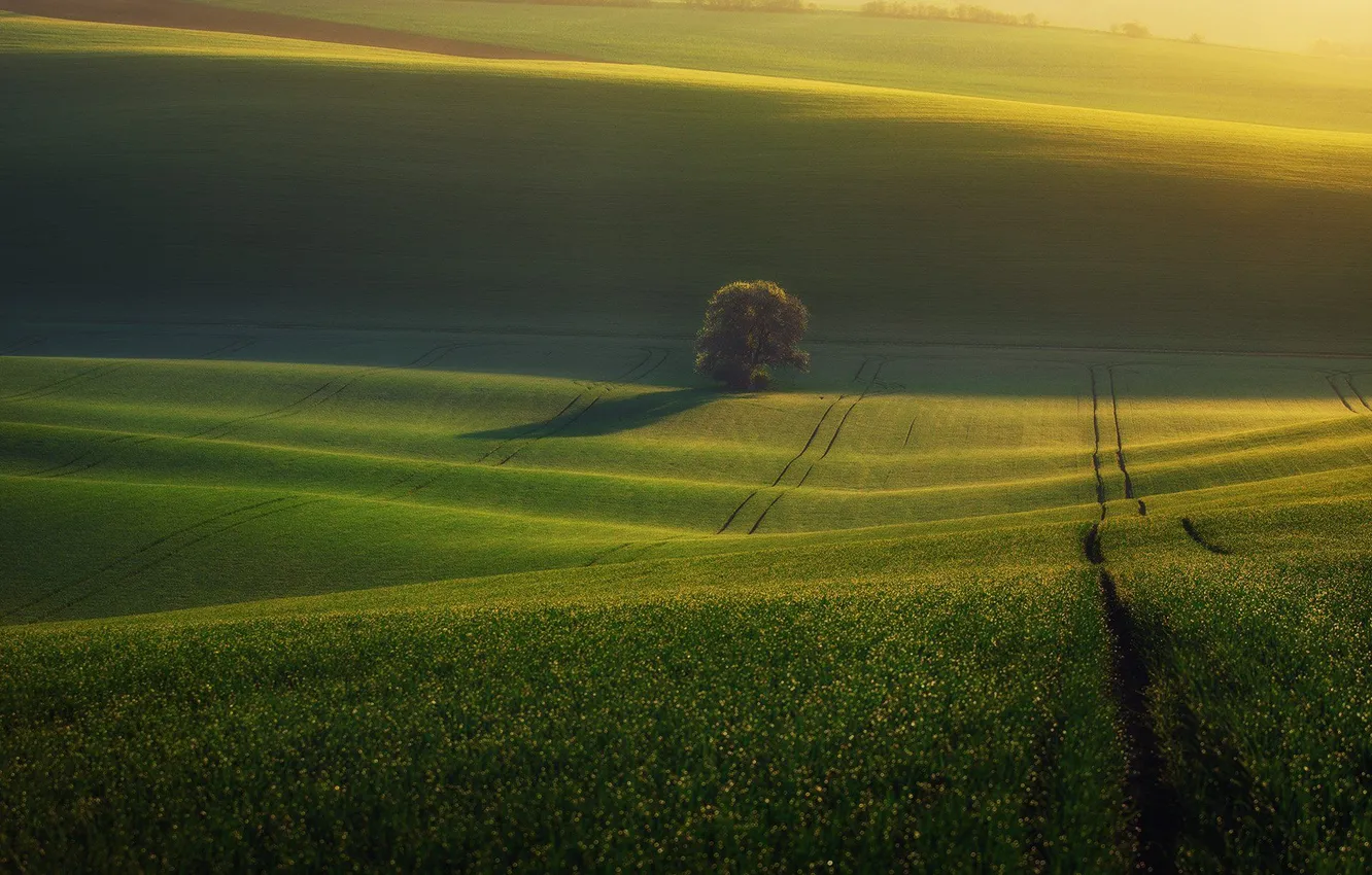 Photo wallpaper field, beauty, space, lonely tree, light and shadow, Krasimir Matarov