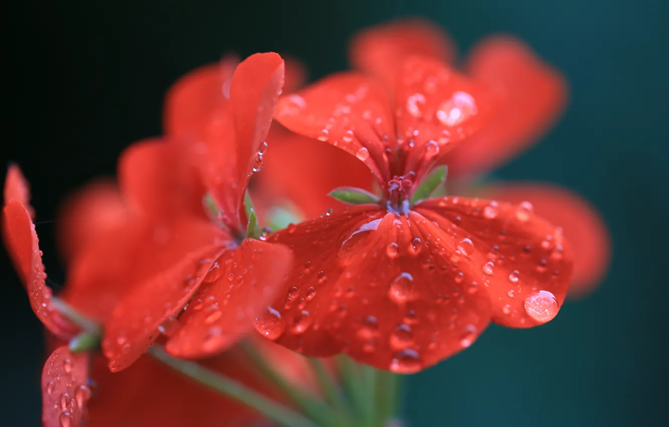 Photo wallpaper flower, water, drops, macro, red, geranium, pelargonium