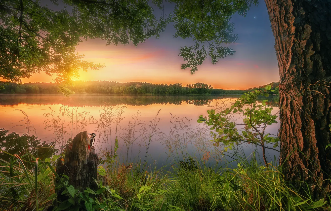 Photo wallpaper summer, grass, sunset, lake, reflection, tree