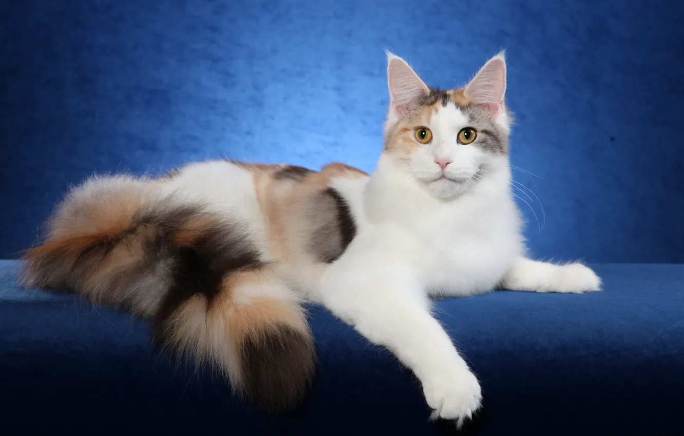 Photo wallpaper cat, cat, widescreen, Wallpaper, wallpaper, widescreen, cat, background