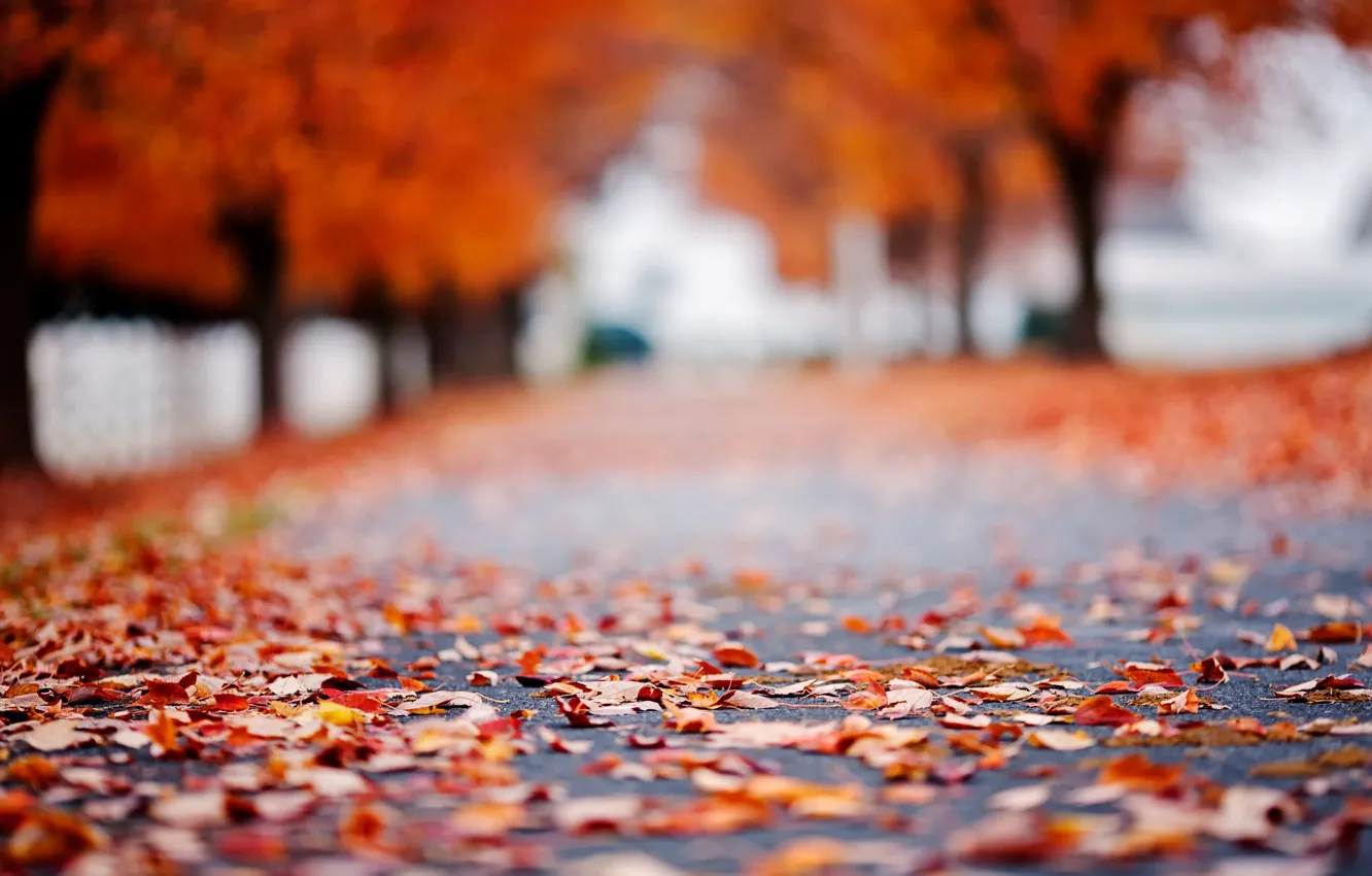 Photo wallpaper road, autumn, asphalt, leaves, macro, trees, background, tree