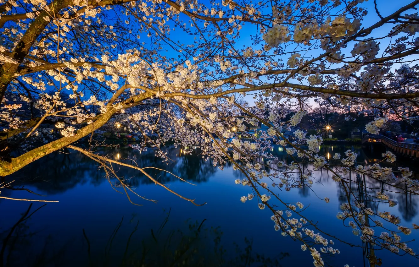 Photo wallpaper spring, Japan, Sakura, Mitaka, Park Inokashira