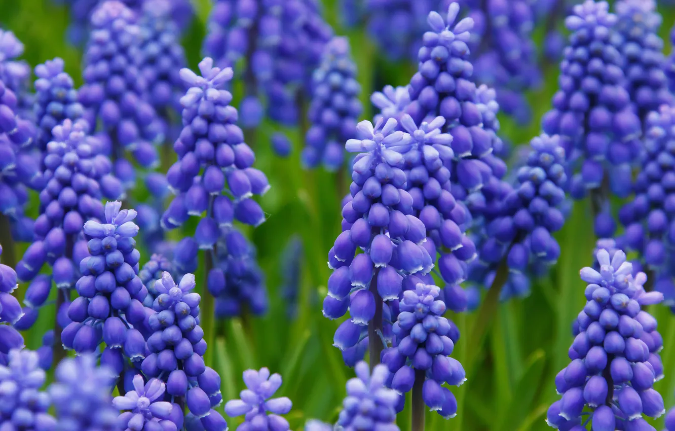 Photo wallpaper flowers, blue, glade, spring, a lot, Muscari, hyacinth mouse
