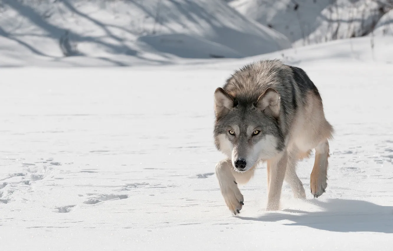 Photo wallpaper nature, Gray Wolf, face, animal, wolf, canis lupus, wildlife, head