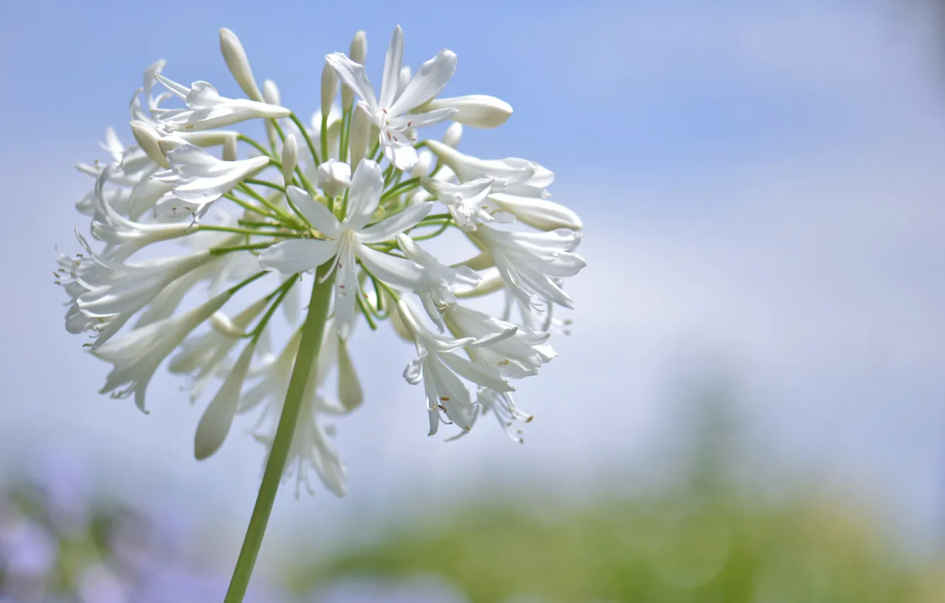 Photo wallpaper the sky, flowers, inflorescence