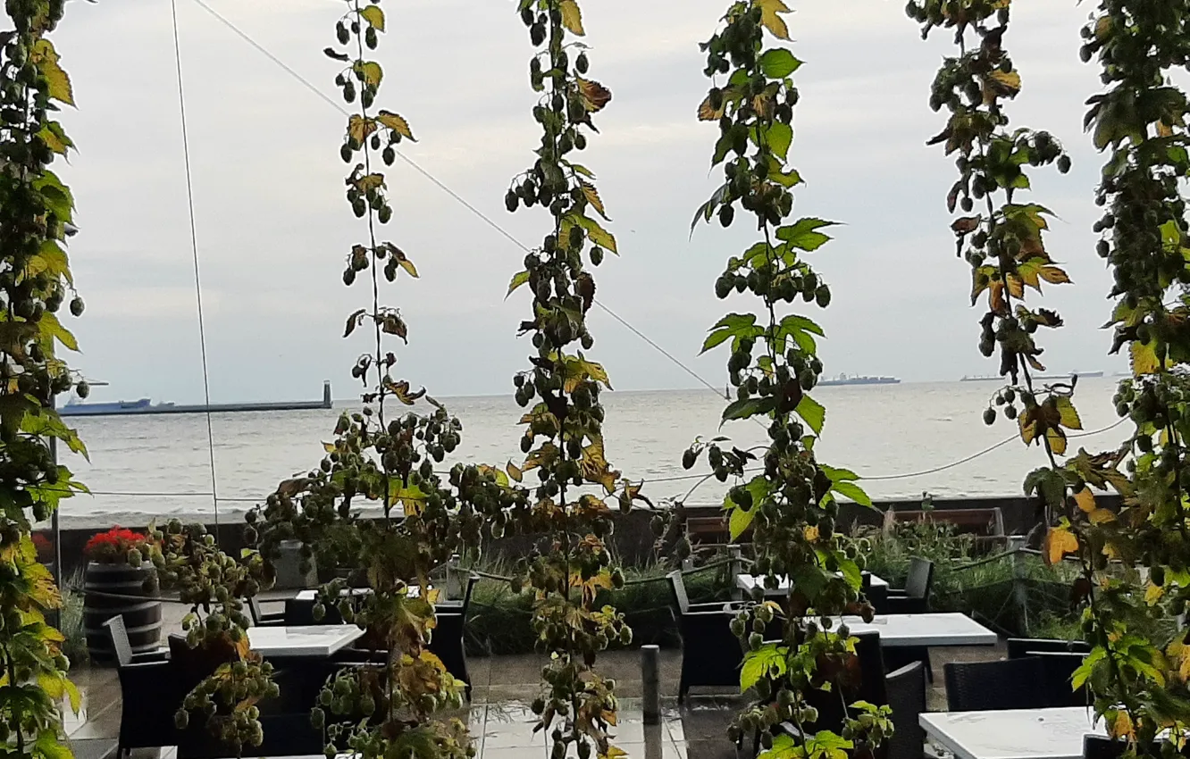 Photo wallpaper sea in the background, fence, climbing plants
