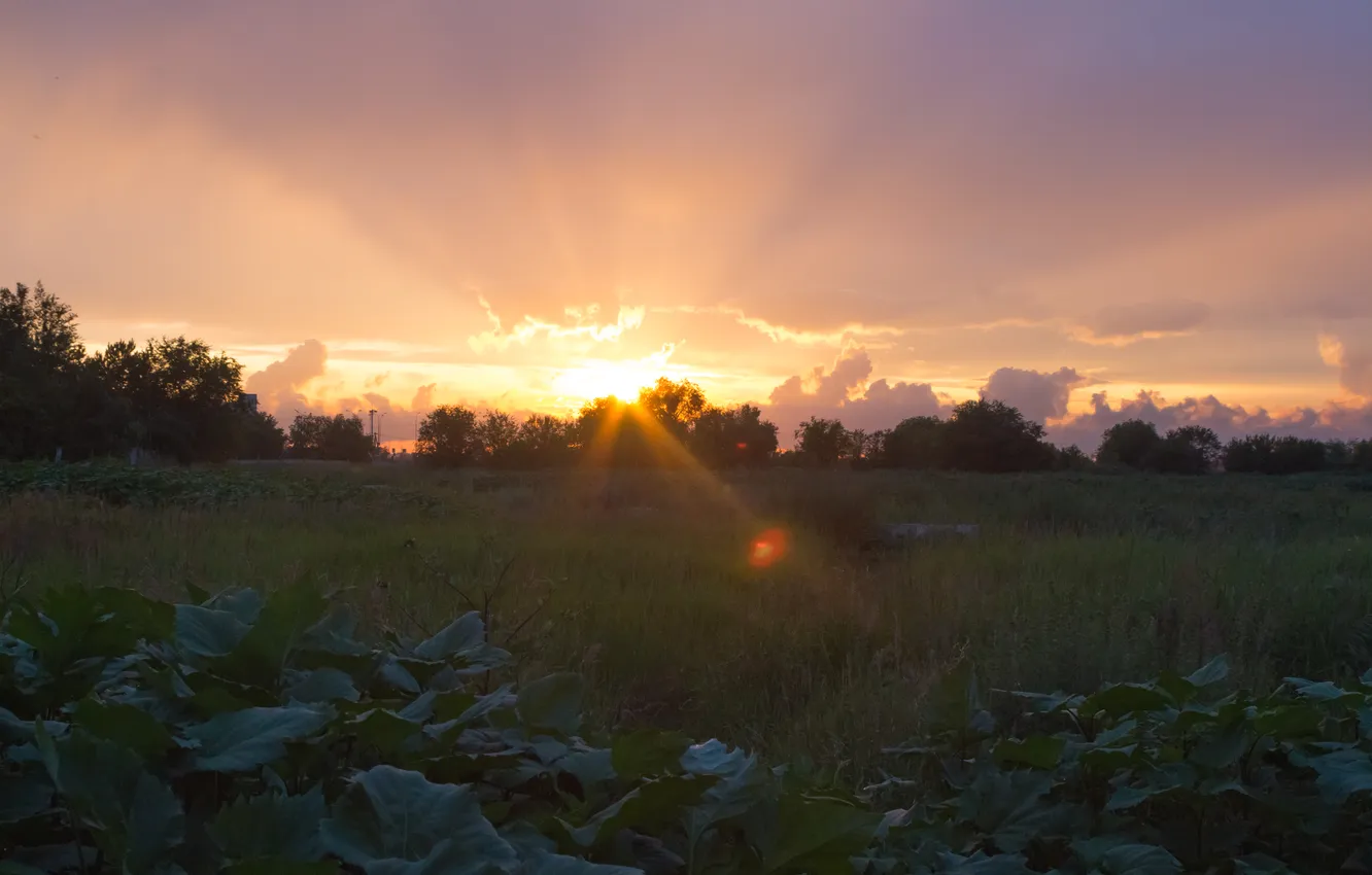 Photo wallpaper field, summer, the sky, grass, the sun, clouds, trees, sunset