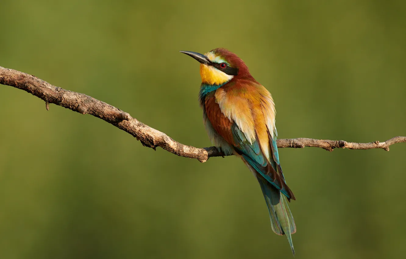 Photo wallpaper branches, background, bird, bright, Golden bee-eater, schurka