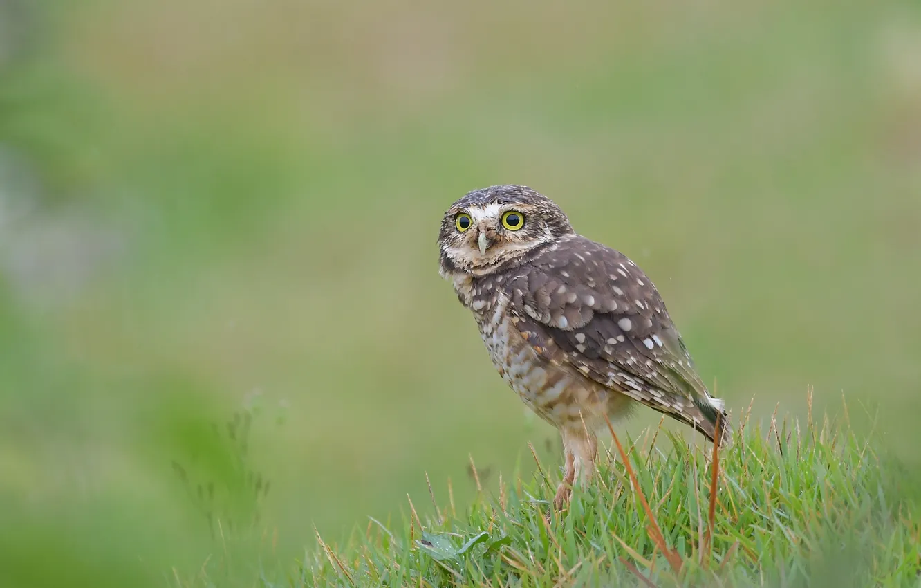 Photo wallpaper grass, look, owl, bird, glade, green background, owl, Burrowing owl
