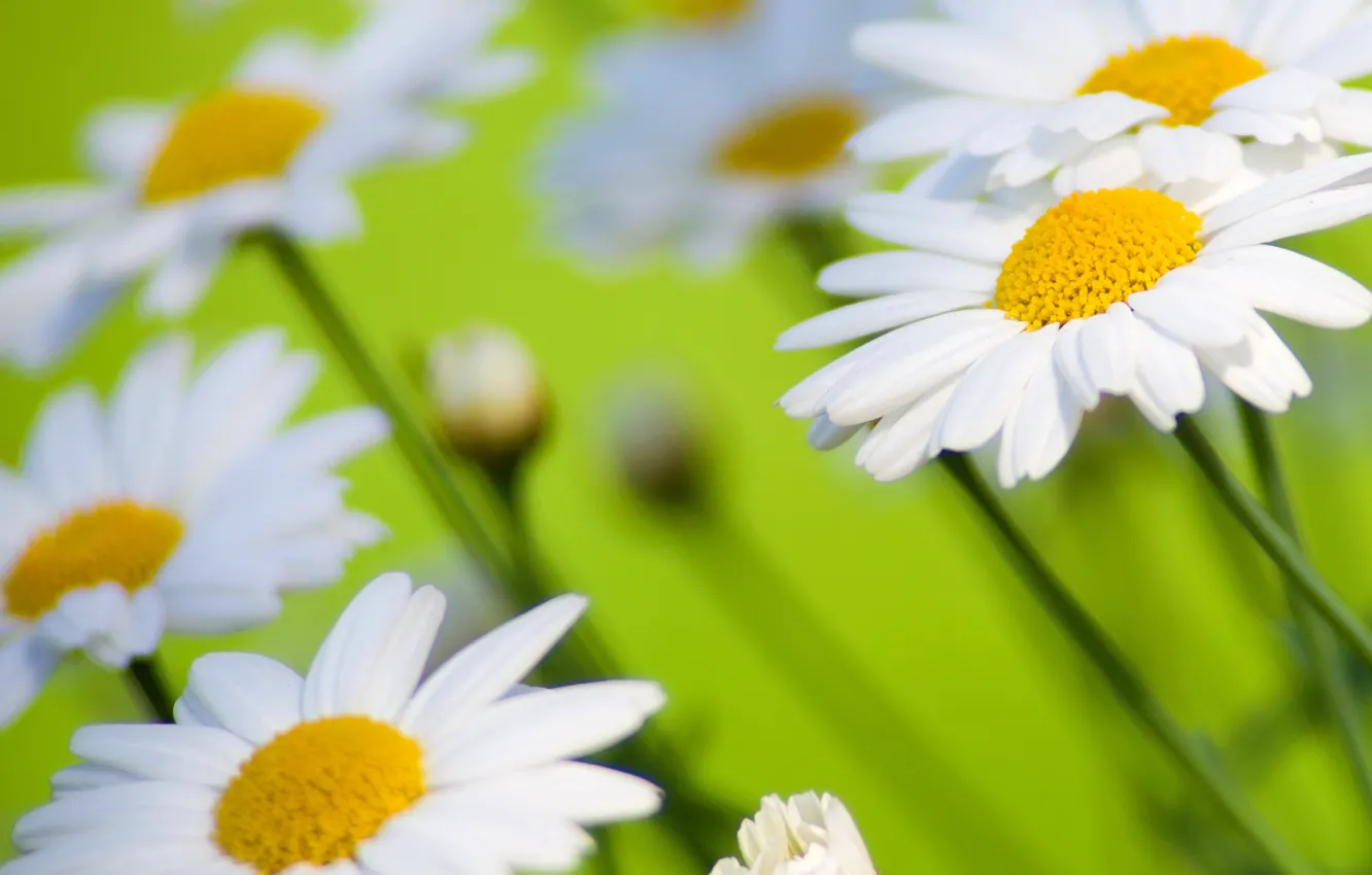 Photo wallpaper chamomile, petals, meadow