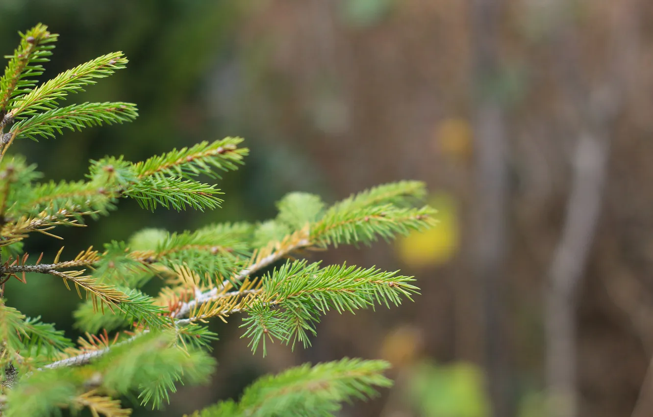 Photo wallpaper green, spruce, twig