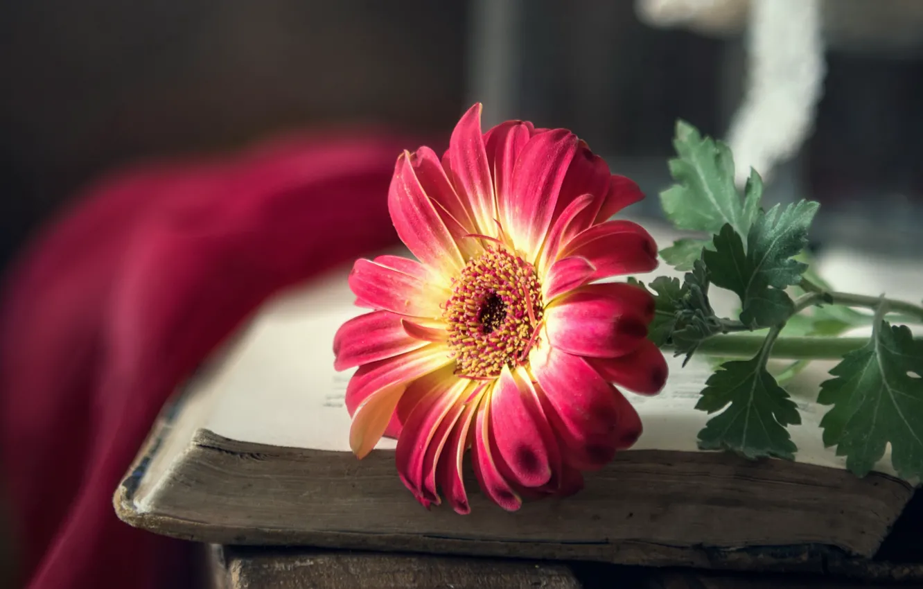 Photo wallpaper flower, background, book